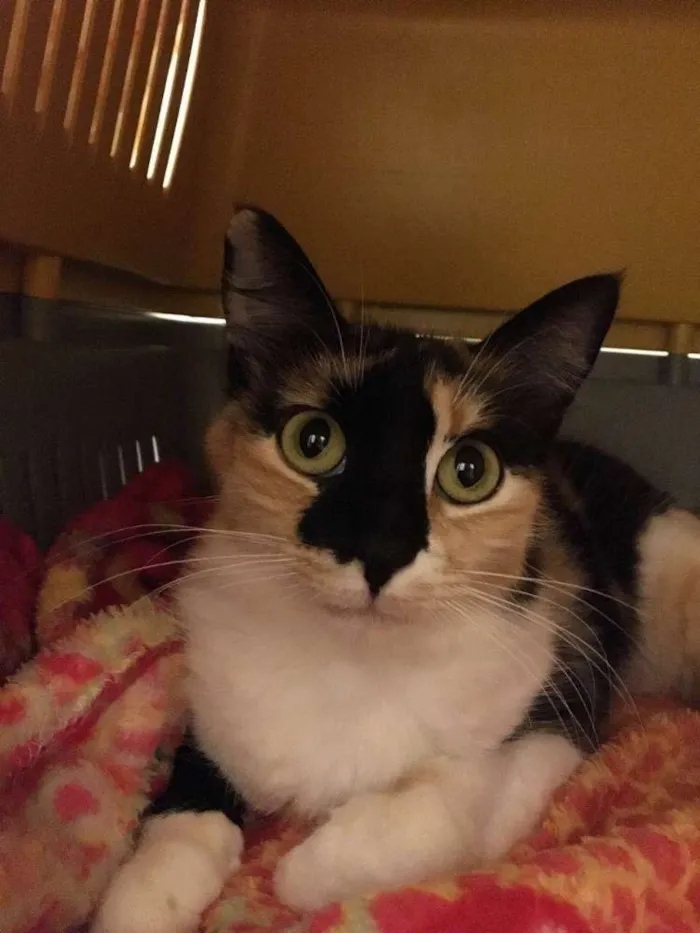 Gato ra a SRD idade 7 a 11 meses nome Manuela