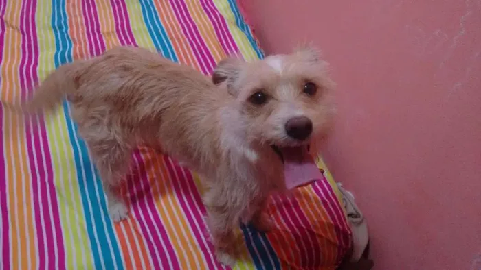 Cachorro ra a SRD idade 3 anos nome Millie