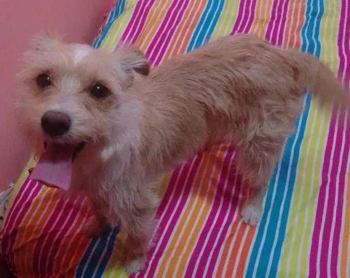 Cachorro ra a SRD idade 3 anos nome Millie