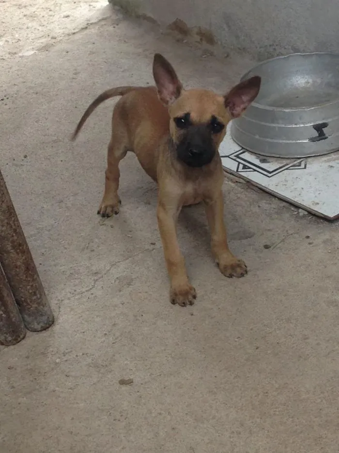 Cachorro raça RDN idade 2 a 6 meses nome Sem nome