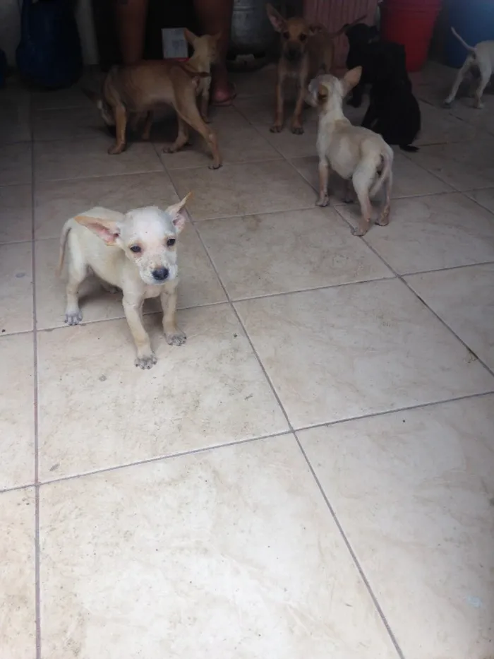 Cachorro raça RDN idade 2 a 6 meses nome Sem nome