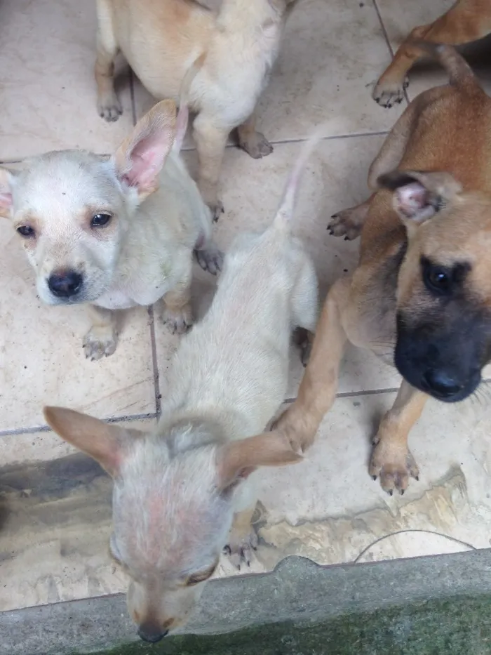 Cachorro raça RDN idade 2 a 6 meses nome Sem nome