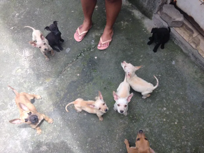 Cachorro raça RDN idade 2 a 6 meses nome Sem nome