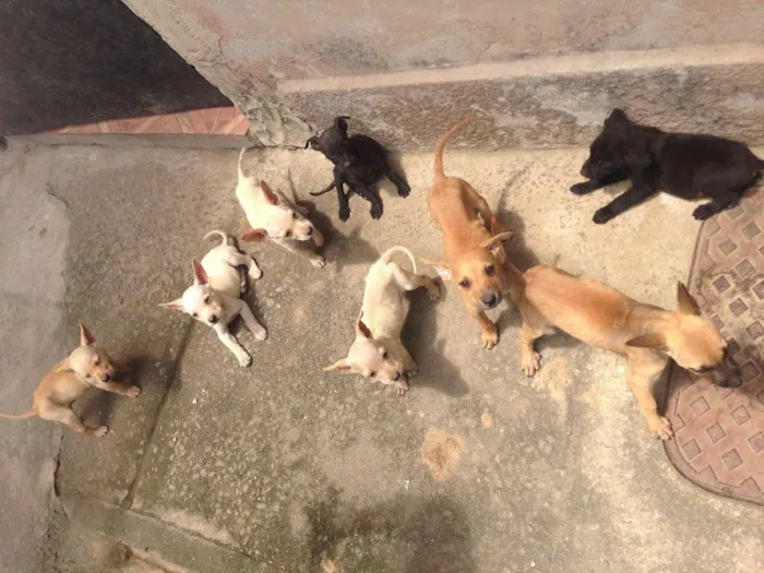 Cachorro raça RDN idade 2 a 6 meses nome Sem nome
