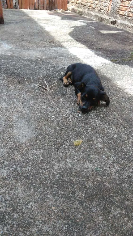 Cachorro ra a Pinscher misturado idade 2 a 6 meses nome Escuby