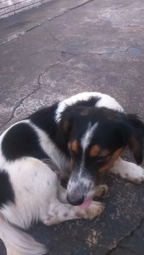 Cachorro ra a Vira lata com basset idade 2 a 6 meses nome Lolo