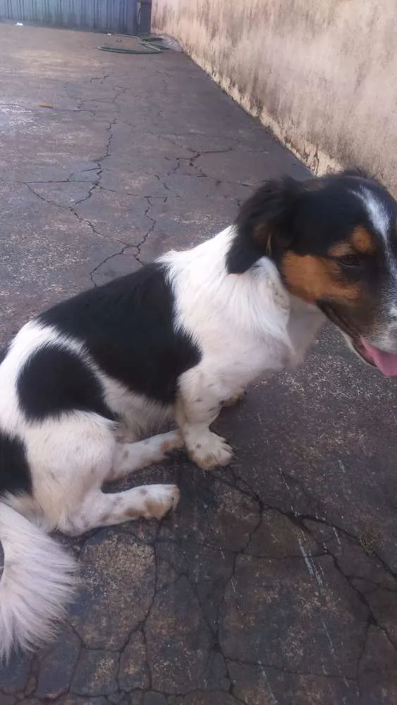 Cachorro ra a Vira lata com basset idade 2 a 6 meses nome Lolo
