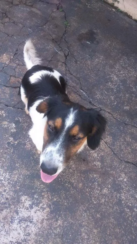 Cachorro ra a Vira lata com basset idade 2 a 6 meses nome Lolo