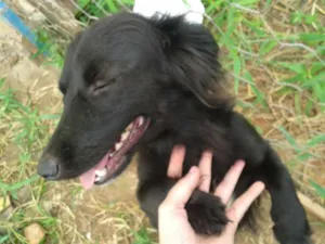 Cachorro raça SRD idade 2 anos nome Haru