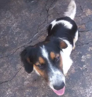 Cachorro raça Vira lata com basset idade 2 a 6 meses nome Lolo