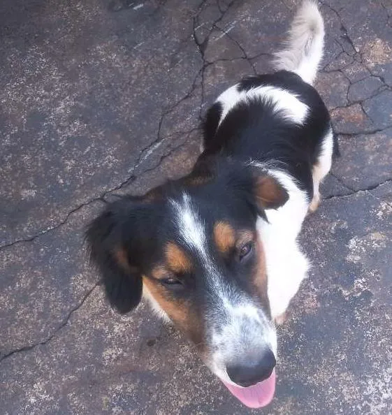 Cachorro ra a Vira lata com basset idade 2 a 6 meses nome Lolo