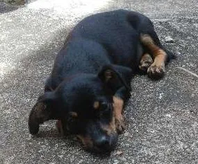 Cachorro ra a Pinscher misturado idade 2 a 6 meses nome Escuby