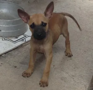 Cachorro raça RDN idade 2 a 6 meses nome Sem nome