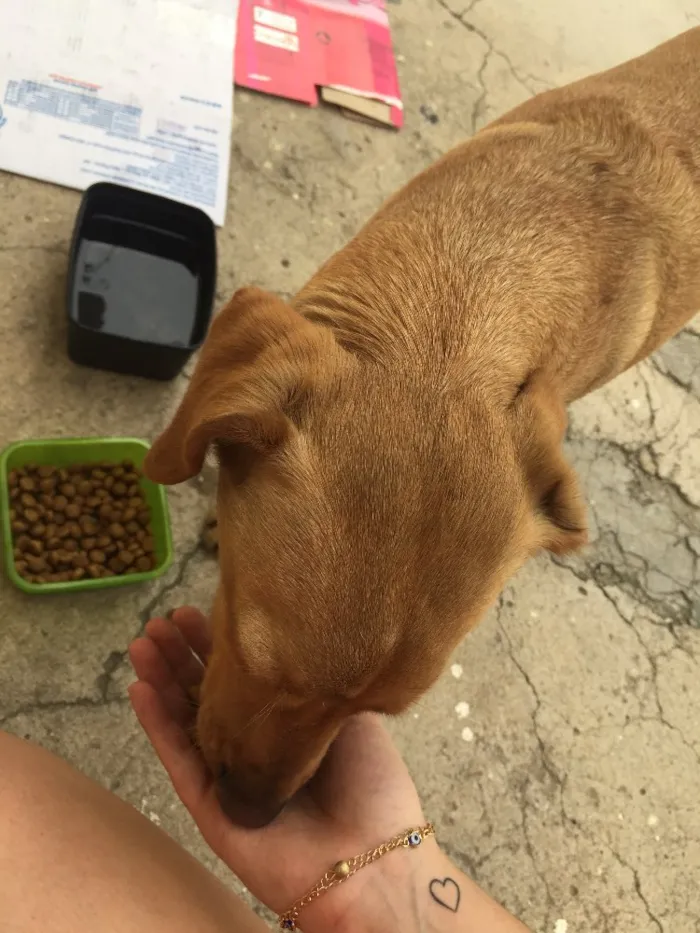 Cachorro ra a Vira lata idade 1 ano nome NAO TEM