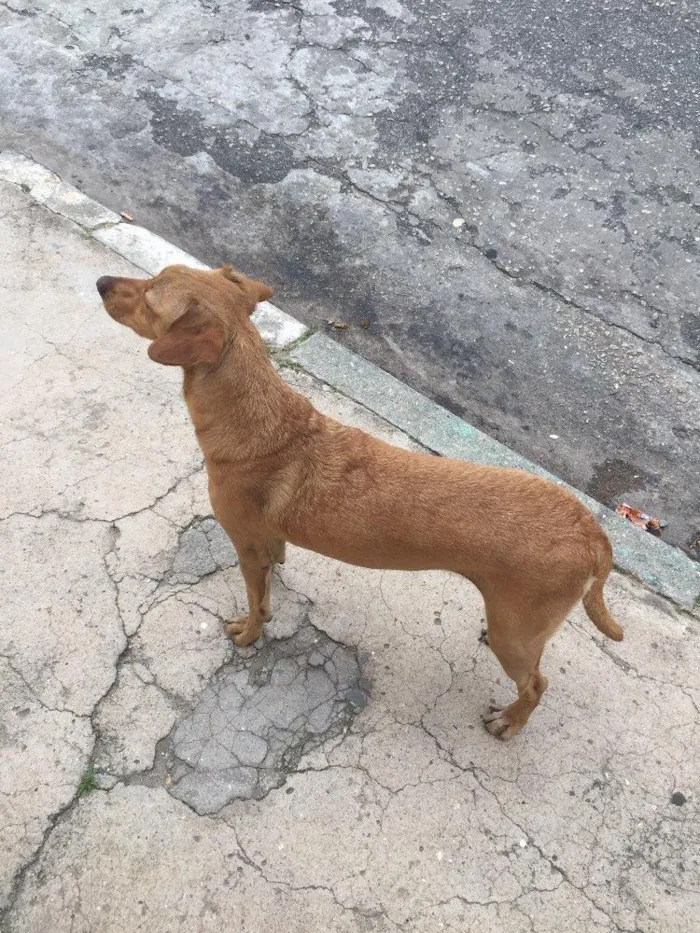 Cachorro ra a Vira lata idade 1 ano nome NAO TEM