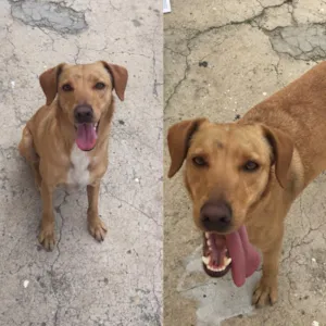 Cachorro raça Vira lata idade 1 ano nome NAO TEM
