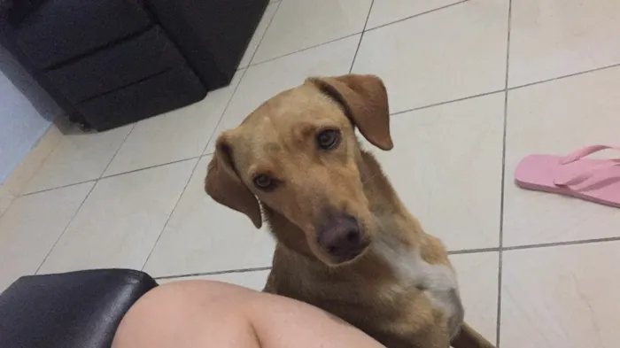 Cachorro ra a Vira lata idade 1 ano nome NAO TEM