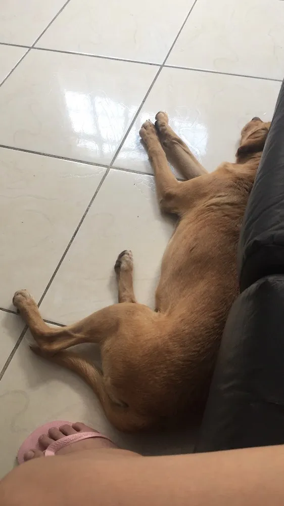 Cachorro ra a Vira lata idade 1 ano nome NAO TEM