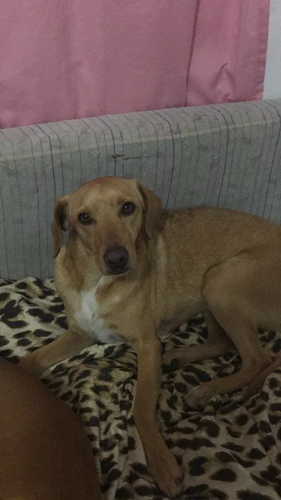 Cachorro ra a Vira lata idade 1 ano nome NAO TEM