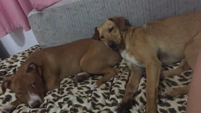 Cachorro ra a Vira lata idade 1 ano nome NAO TEM