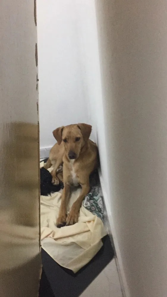 Cachorro ra a Vira lata idade 1 ano nome NAO TEM