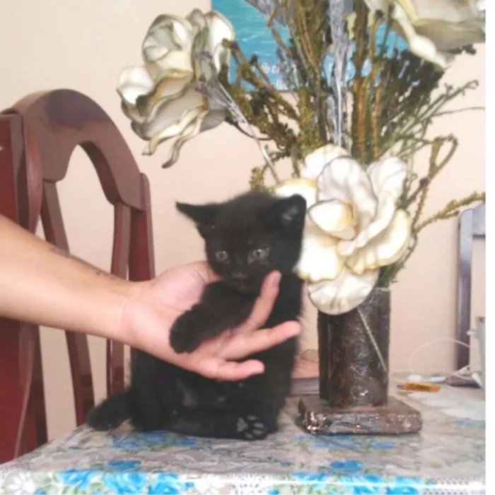 Gato raça vira lata idade Abaixo de 2 meses nome Sem nome
