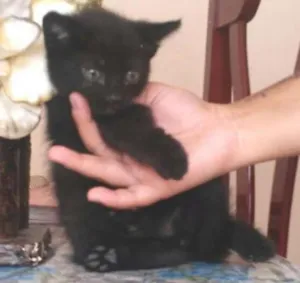 Gato raça vira lata idade Abaixo de 2 meses nome Sem nome