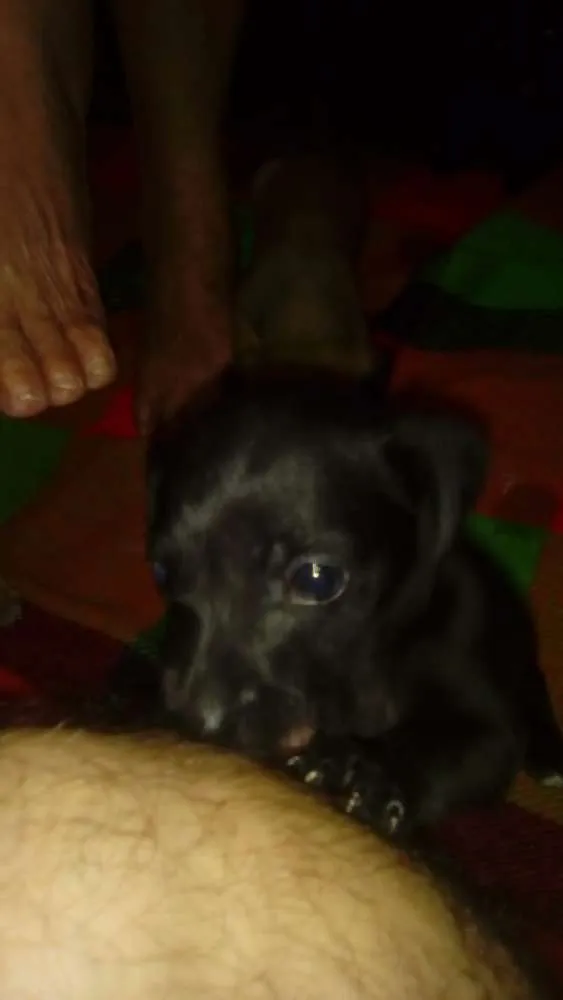 Cachorro raça SRD idade 2 a 6 meses nome Sandy