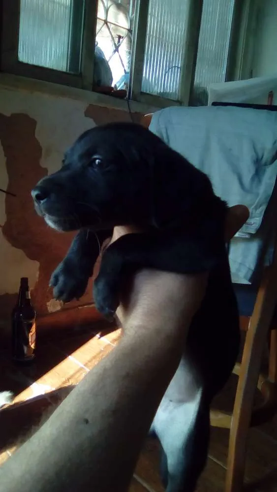 Cachorro raça SRD idade 2 a 6 meses nome Sandy