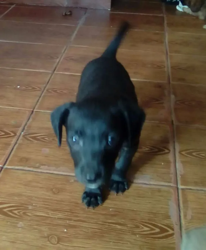 Cachorro raça SRD idade 2 a 6 meses nome Sandy
