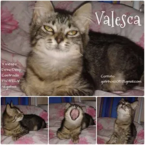 Gato raça SRD idade 2 a 6 meses nome Valesca