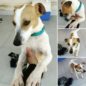 Cachorro raça SRD idade 2 anos nome Elis