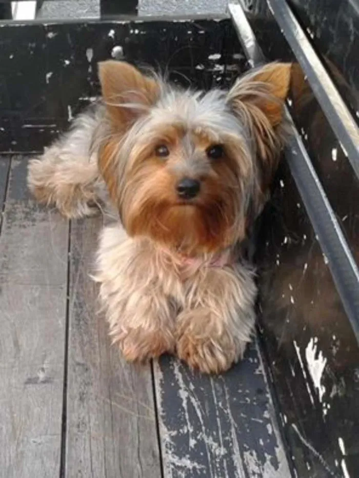 Cachorro ra a Yorkshire Terrier idade 2 anos nome Mel