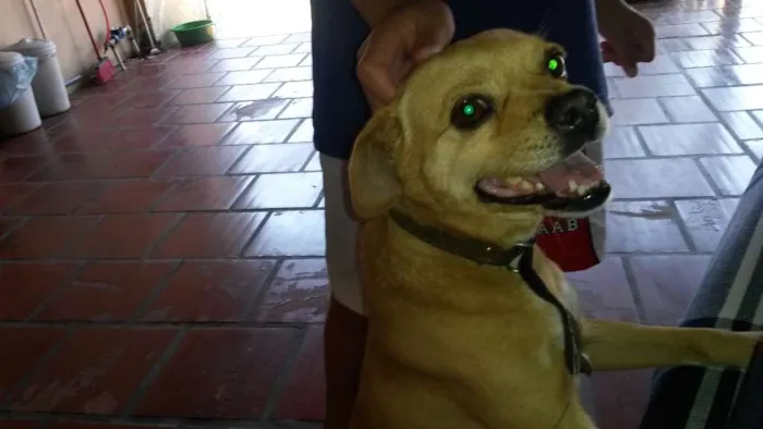 Cachorro ra a basse com pincher idade 7 a 11 meses nome Toby 