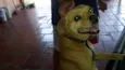 Toby