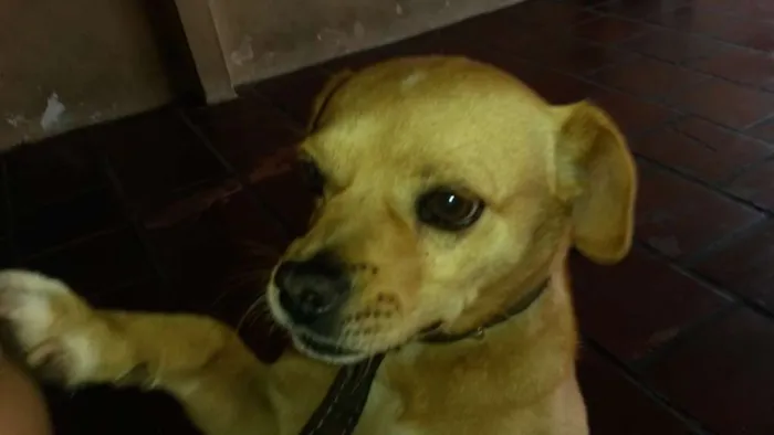 Cachorro ra a basse com pincher idade 7 a 11 meses nome Toby 