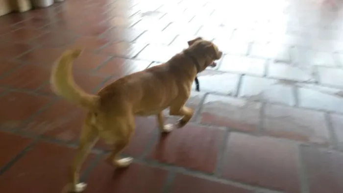 Cachorro ra a basse com pincher idade 7 a 11 meses nome Toby 