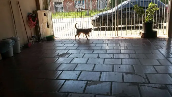 Cachorro ra a basse com pincher idade 7 a 11 meses nome Toby 