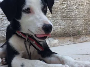 Cachorro raça Mestiço idade 2 a 6 meses nome Bruce