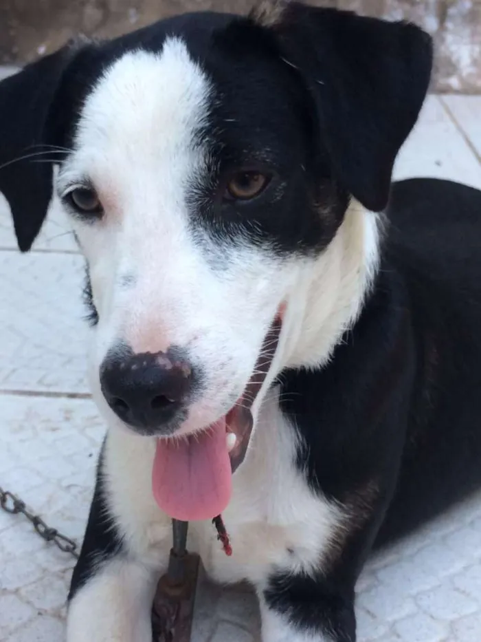 Cachorro raça Mestiço idade 2 a 6 meses nome Bruce