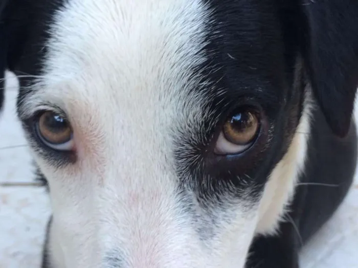 Cachorro raça Mestiço idade 2 a 6 meses nome Bruce
