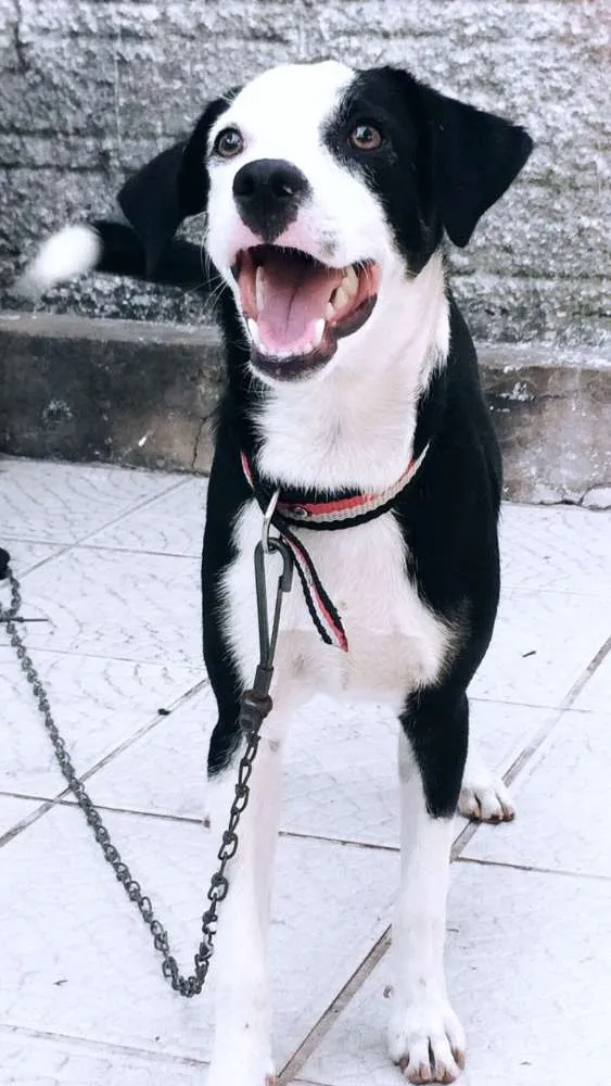 Cachorro raça Mestiço idade 2 a 6 meses nome Bruce