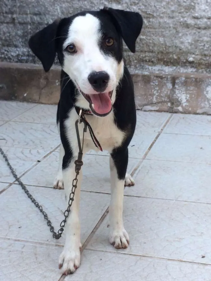 Cachorro raça Mestiço idade 2 a 6 meses nome Bruce