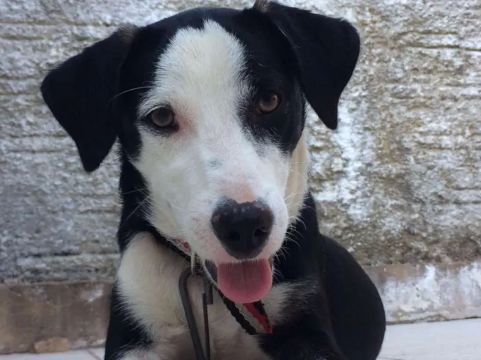 Cachorro raça Mestiço idade 2 a 6 meses nome Bruce