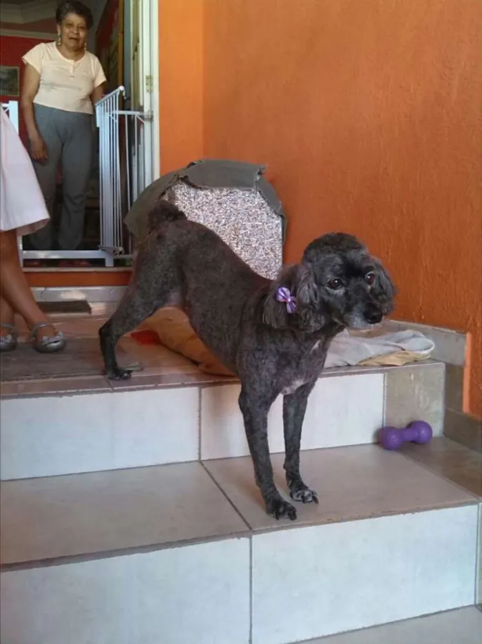 Cachorro ra a Poodle  idade 5 anos nome Kate