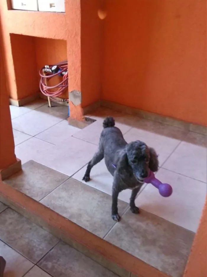 Cachorro ra a Poodle  idade 5 anos nome Kate