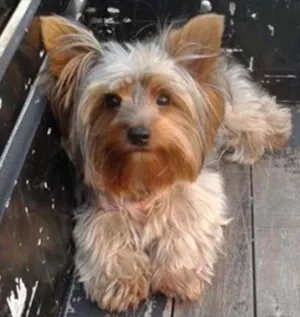 Cachorro raça Yorkshire Terrier idade 2 anos nome Mel