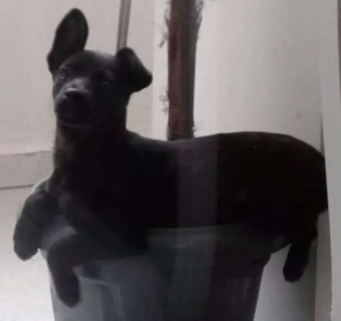 Cachorro ra a SRD idade 2 a 6 meses nome Pretinha