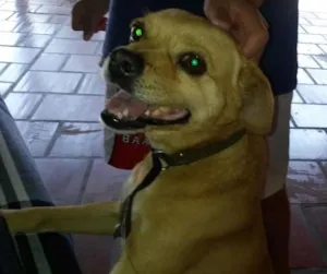 Cachorro raça basse com pincher idade 7 a 11 meses nome Toby 