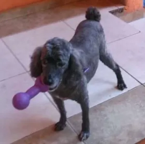 Cachorro raça Poodle  idade 5 anos nome Kate
